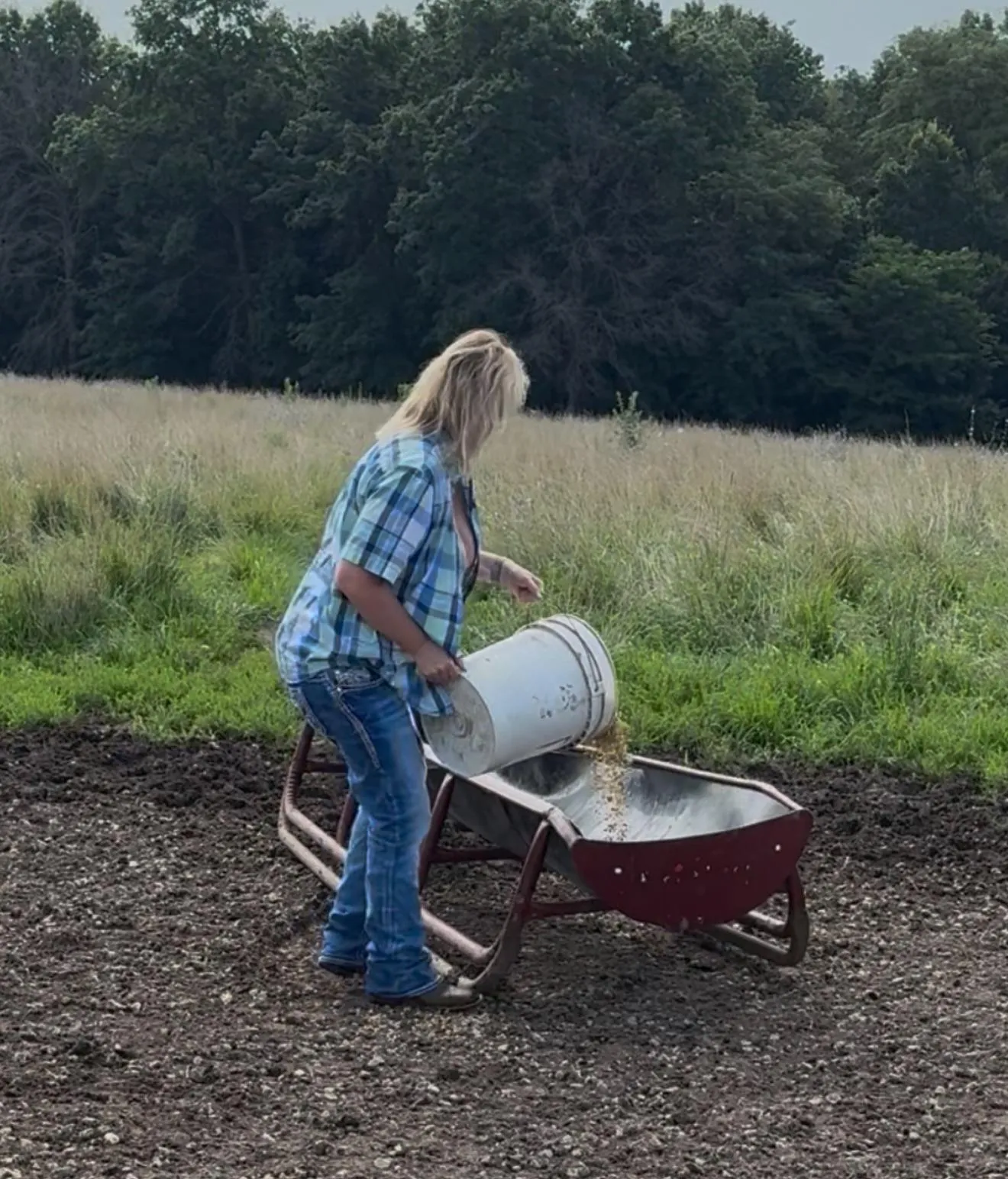 Oh my cows love seeing me