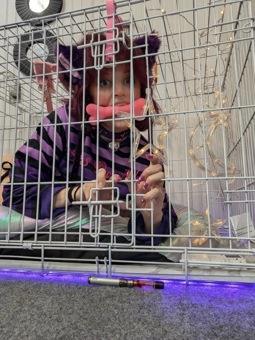 I made my kennel myself [OC]