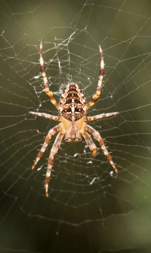 Wen outside put rubbish in bin nealy walked into this bad boys or girls web I'd of screamed like a bitch lol