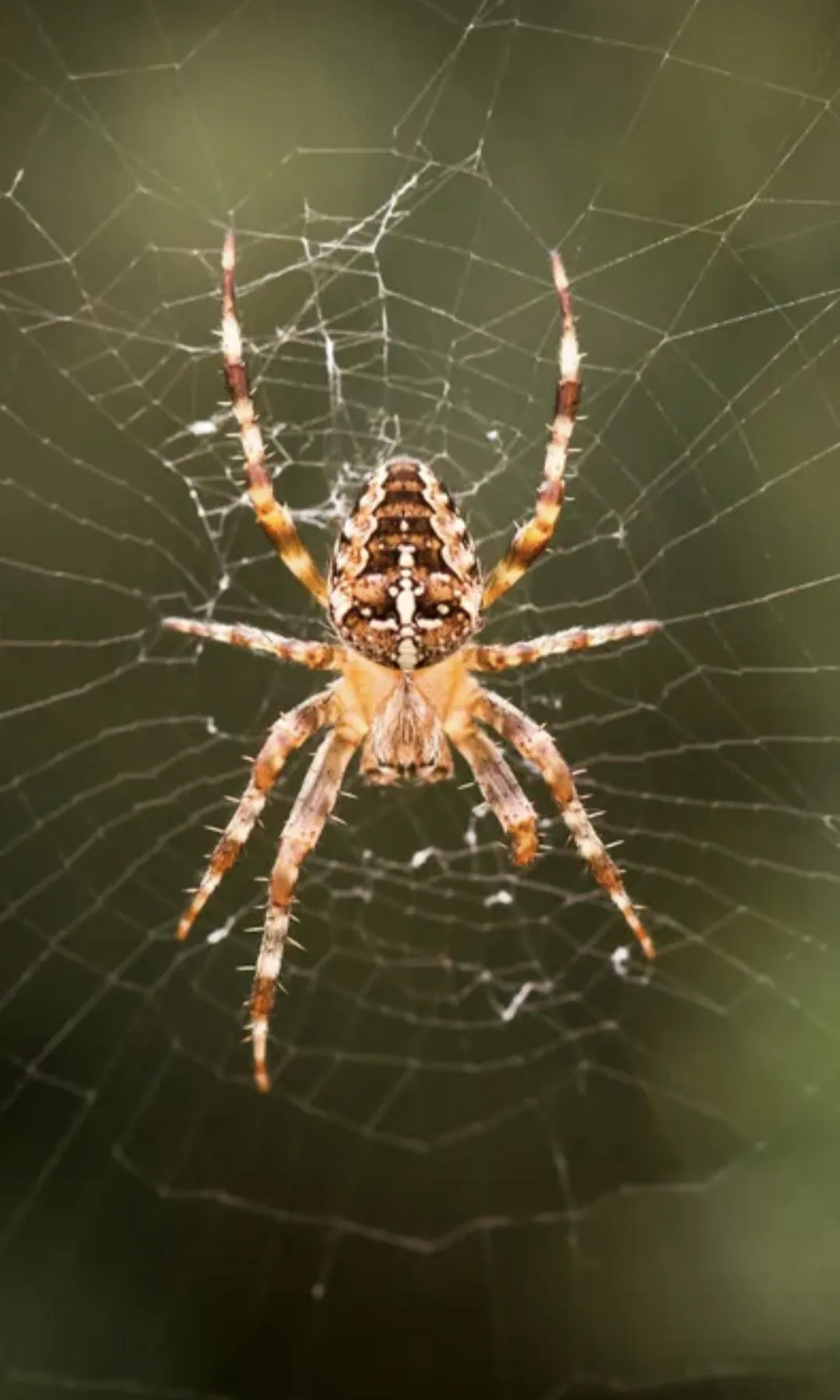 Wen outside put rubbish in bin nealy walked into this bad boys or girls web I'd of screamed like a bitch lol