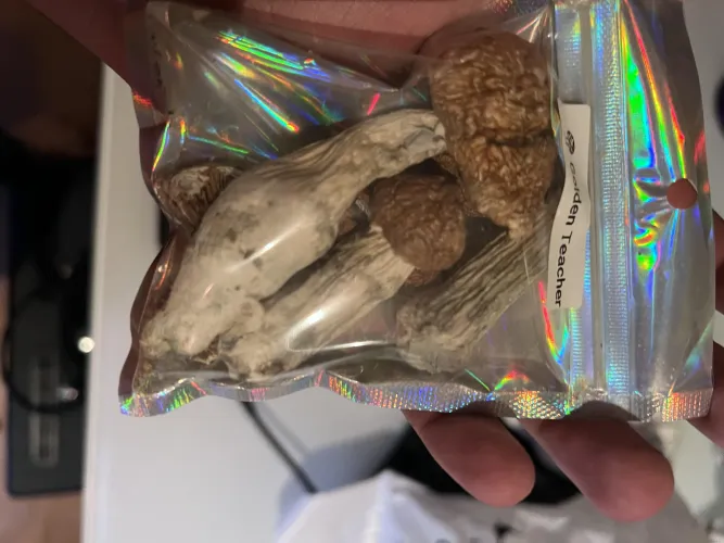 Do these look like golden teachers or are they dangerous?