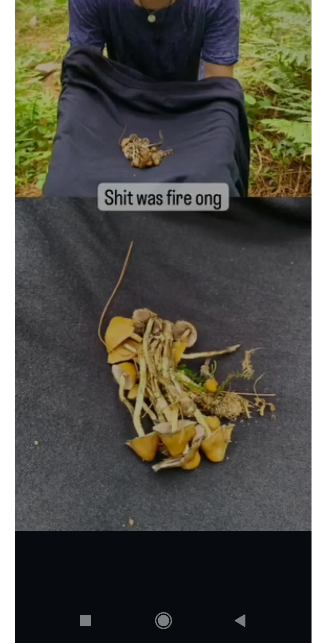 Had 15~ grams harmala seeds and a shitton of mushrooms at 14