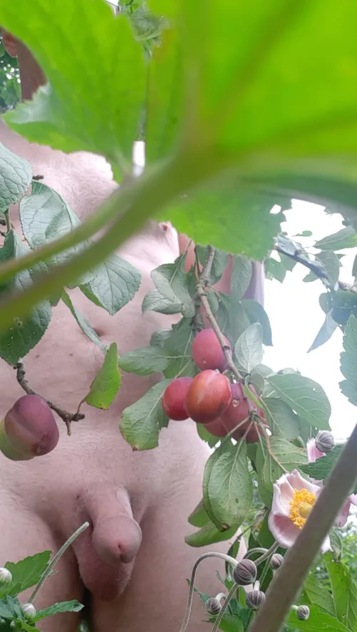 Check out them plums (55)