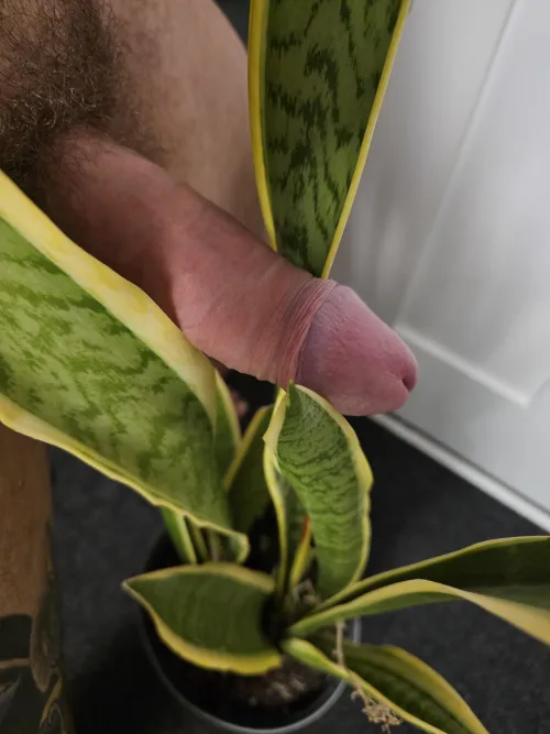 pnp.2 [M] snake plant