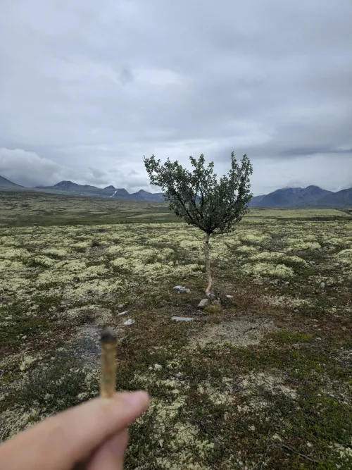 Selv om man er et enslig tre på Rondane står man ikke alene. Det gjelder alle her. Ingen står alene. 🥰