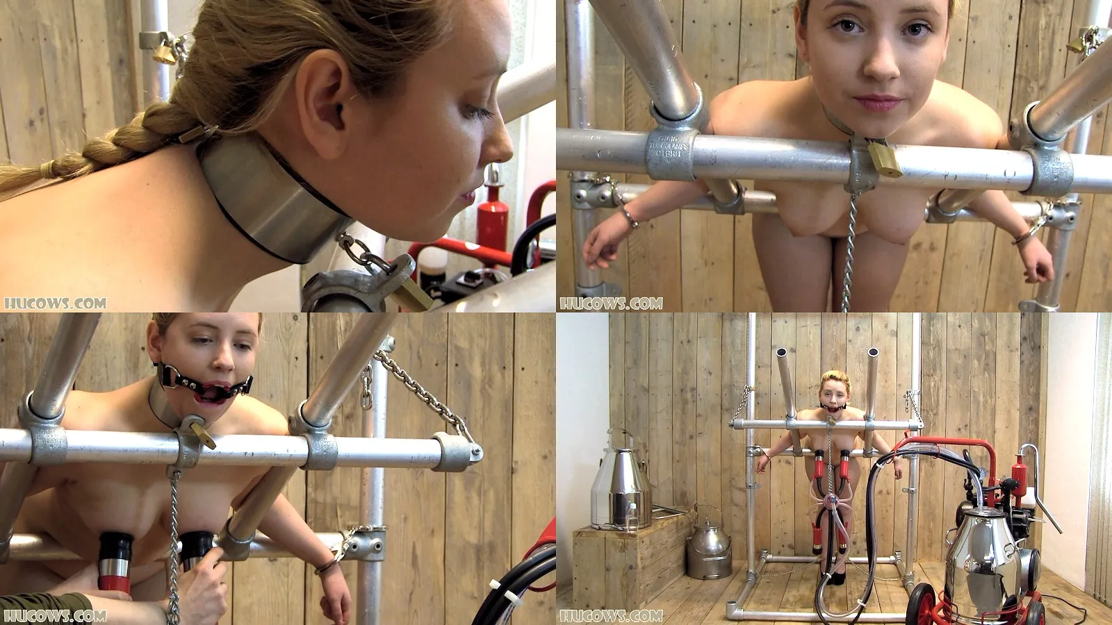 Vina stuck on the milking machine device