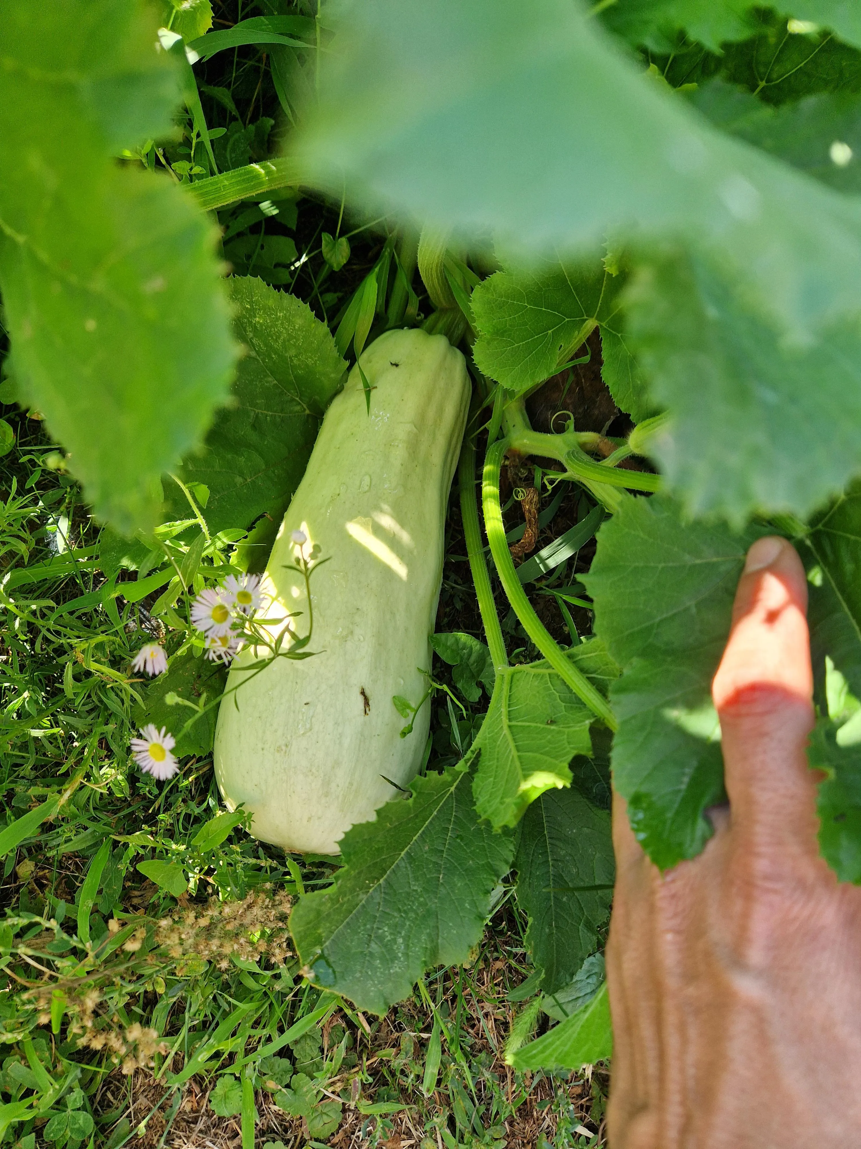 Kicsit nagy a dzsungel, de gondoltam azért megosztom veletek a tököm, nem a legnagyobb, de én büszke vagyok rá!