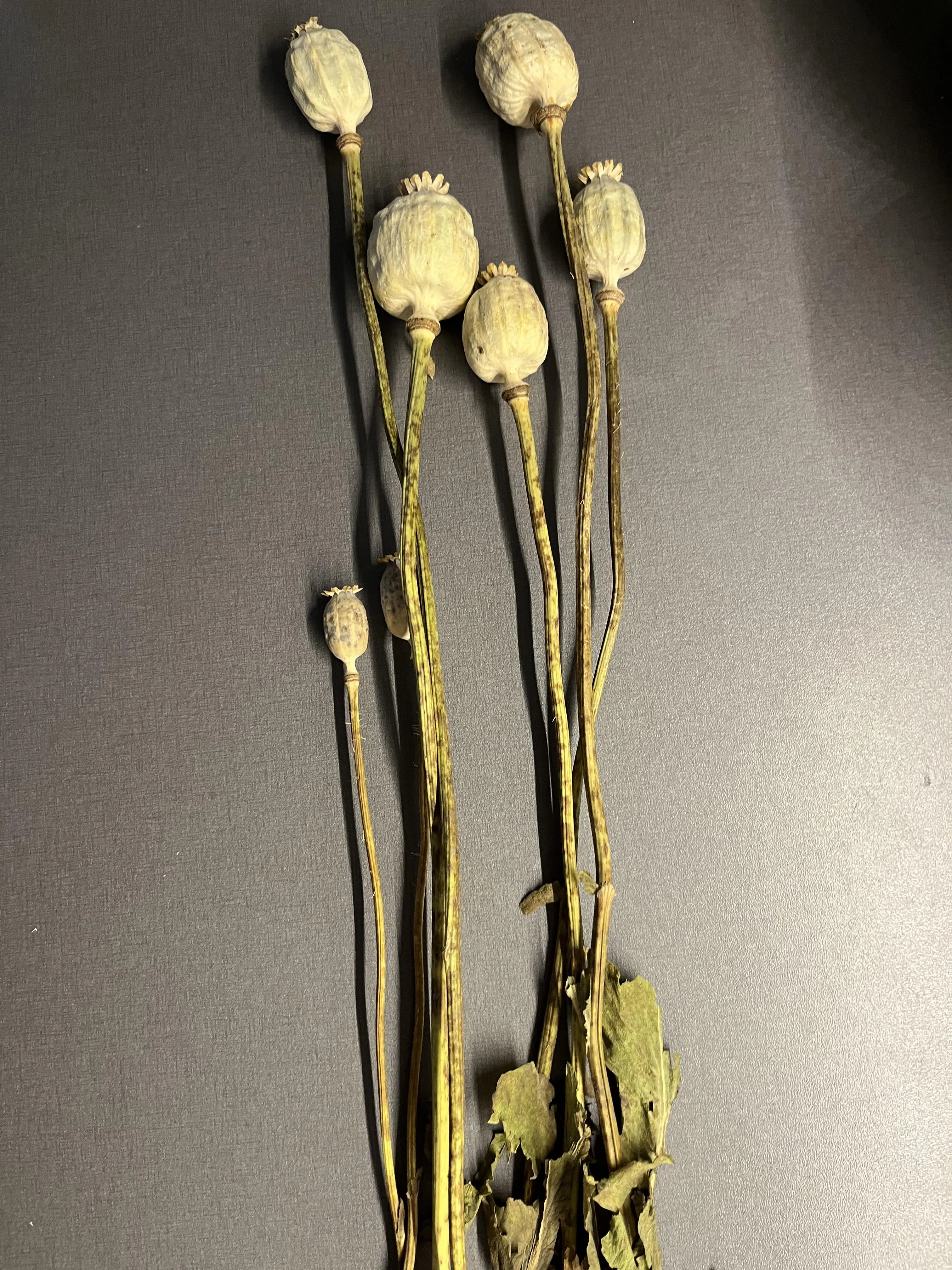 Can I make anything from these?