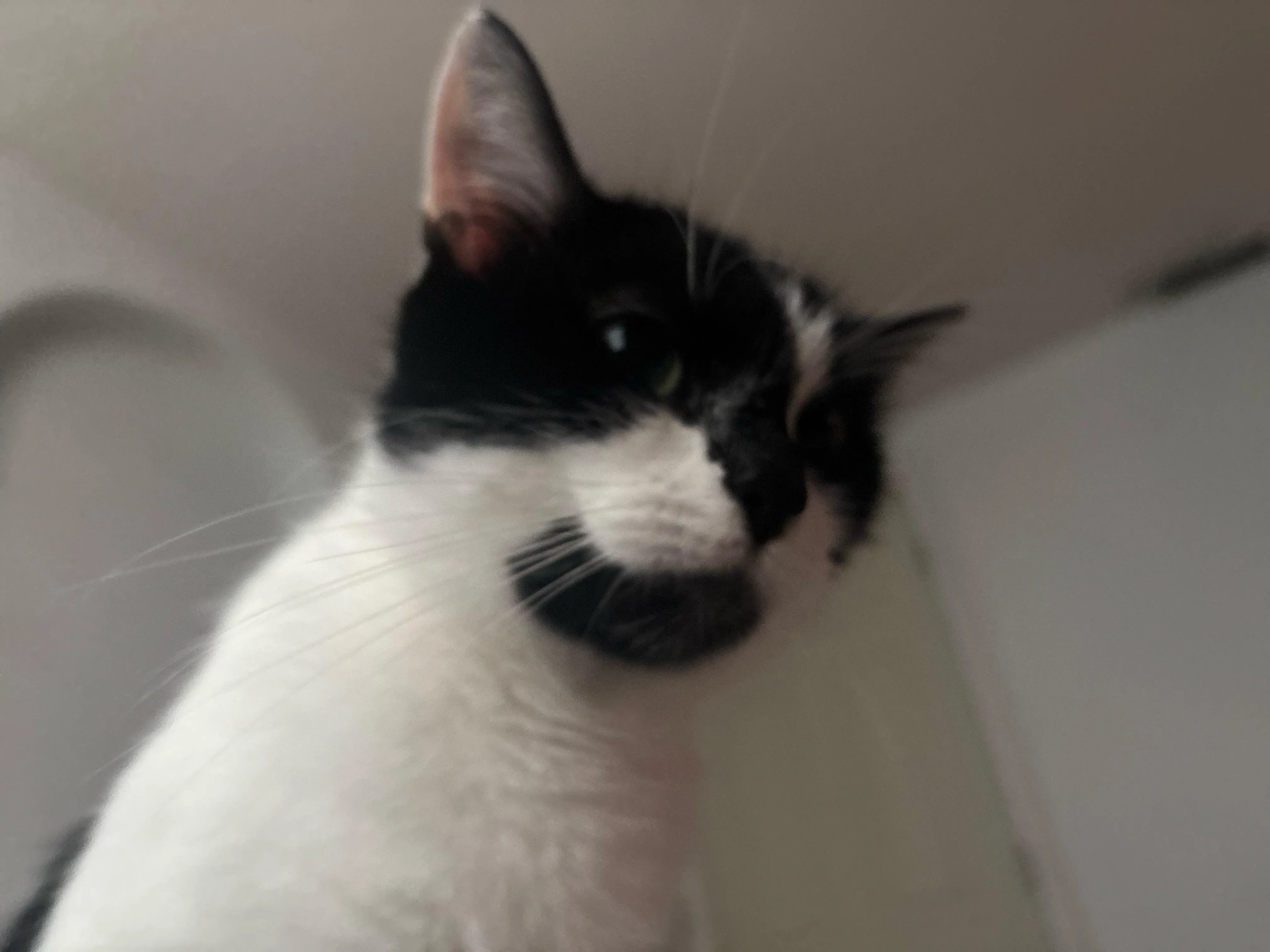 Do you think that Cleo knows