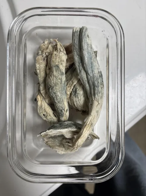 Penis envy infuluenced shrooms