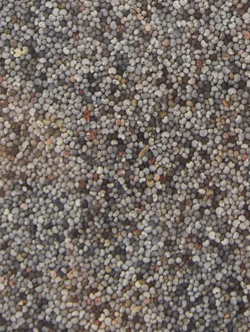 What country do the most powerful unwashed seeds come from? Do you think the ones in this image are unwashed?