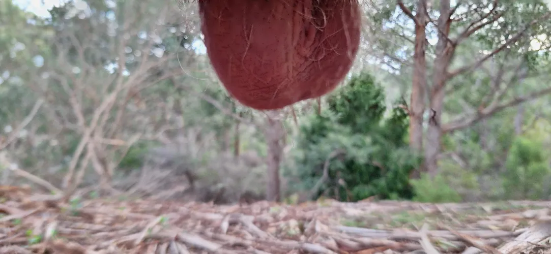 A forest view with a bit of a dangle