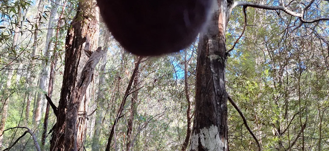 A stroll in the nearby woods. It's winter, so there was less 