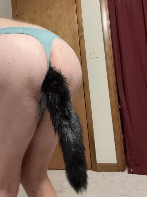 Wanted to show off since I’m kind of new to tail plugs