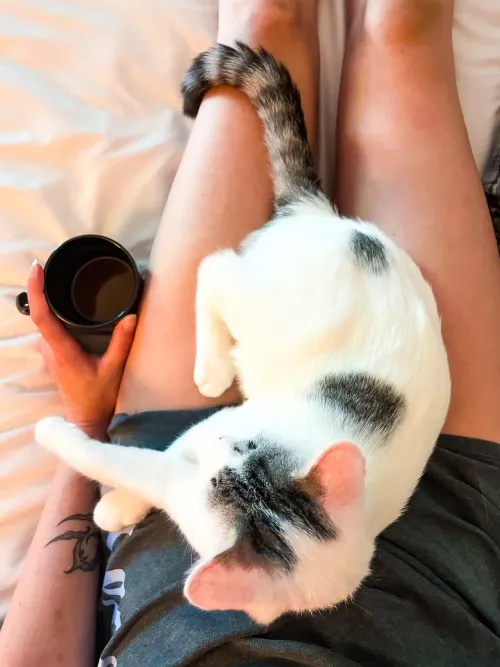 kitten and I could use a little cream