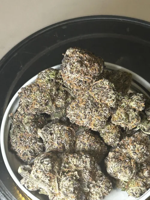 BlackBerry Kush 📍 💨 ⛽️