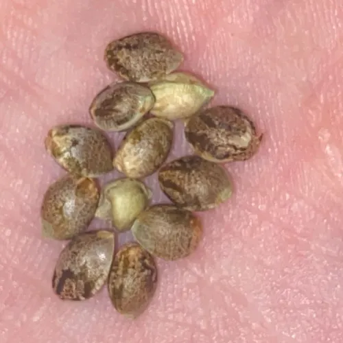 Let There Be Seeds!!