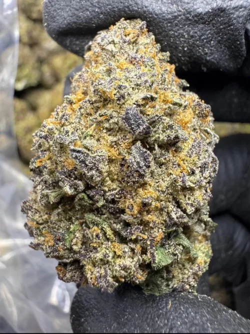 Look at the TERPS 🙌 🔥 (Dallas/Irving/Lewisville/Coppell/Carrollton/Southlake)