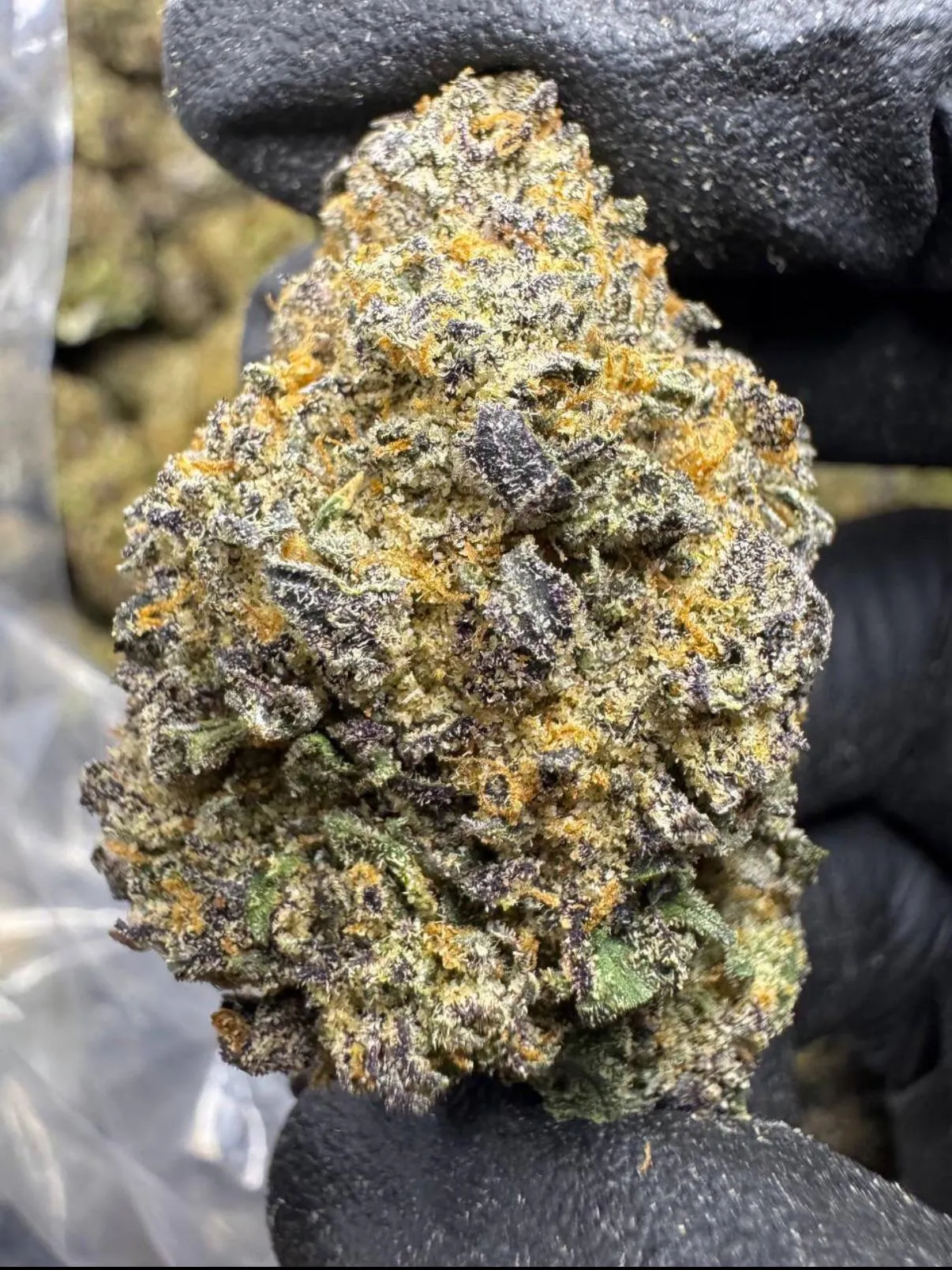 Look at the TERPS 🙌 🔥 (Dallas/Irving/Lewisville/Coppell/Carrollton/Southlake)