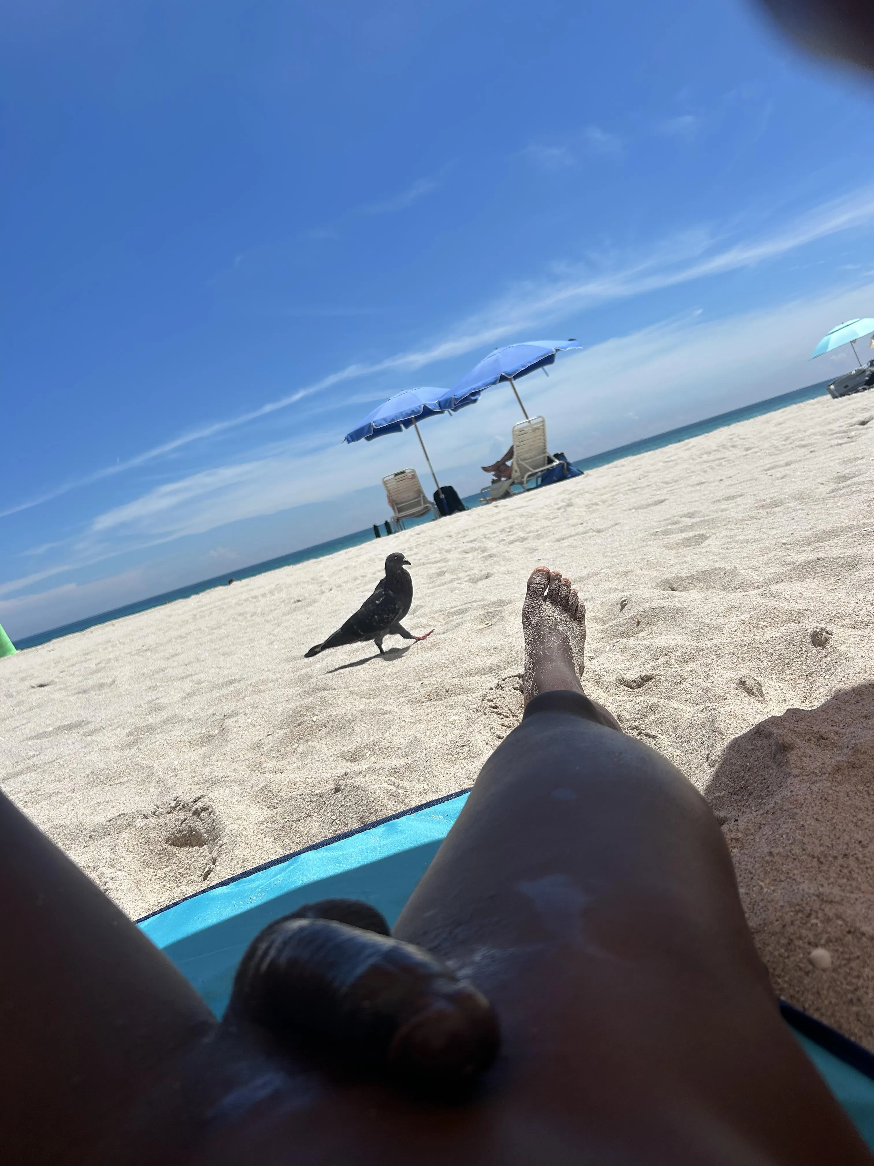 New friend at Haulover🐧😁