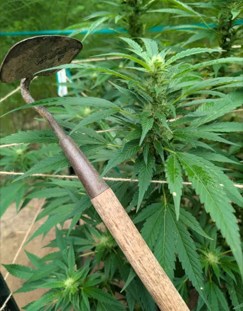 Hope everyone has an opportunity to stop hoeing and take some time off 😉✌️. Happy Labor Day Peeps 👷🏽👩‍🏭