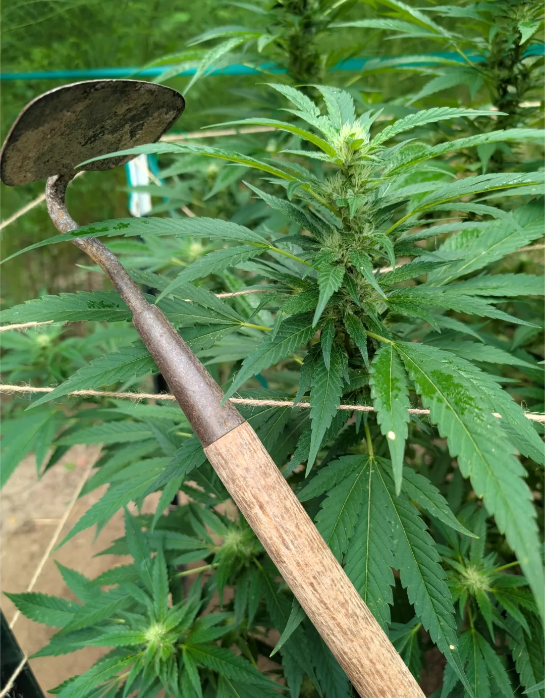 Hope everyone has an opportunity to stop hoeing and take some time off 😉✌️. Happy Labor Day Peeps 👷🏽👩‍🏭