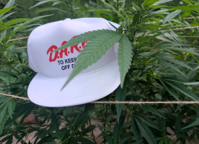 I've seem to have lost my DARE certificate in the weeds...