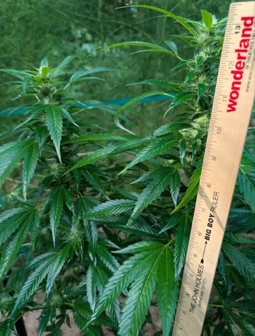 Thirteen Inch Thursday: John Holmes, this cola is for you 🍆🤩