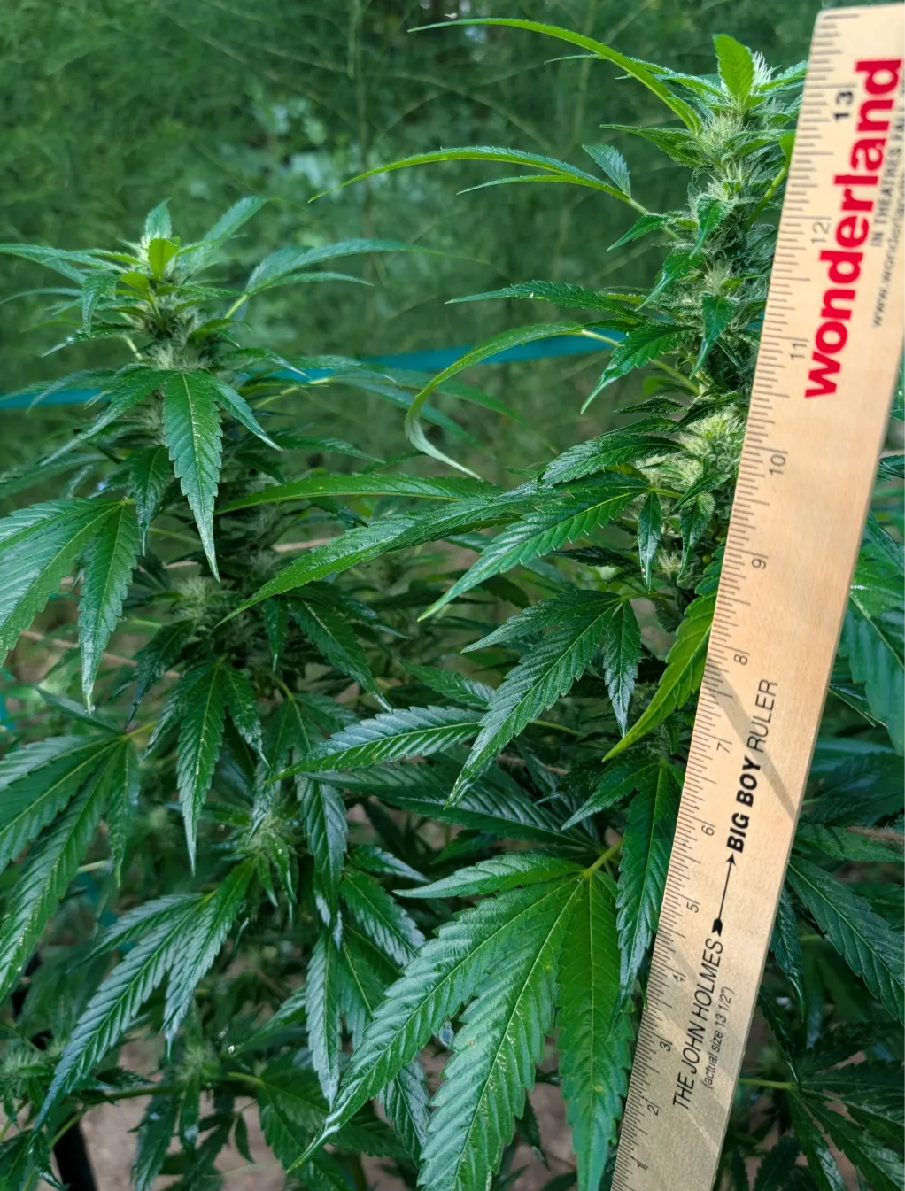 Thirteen Inch Thursday: John Holmes, this cola is for you 🍆🤩