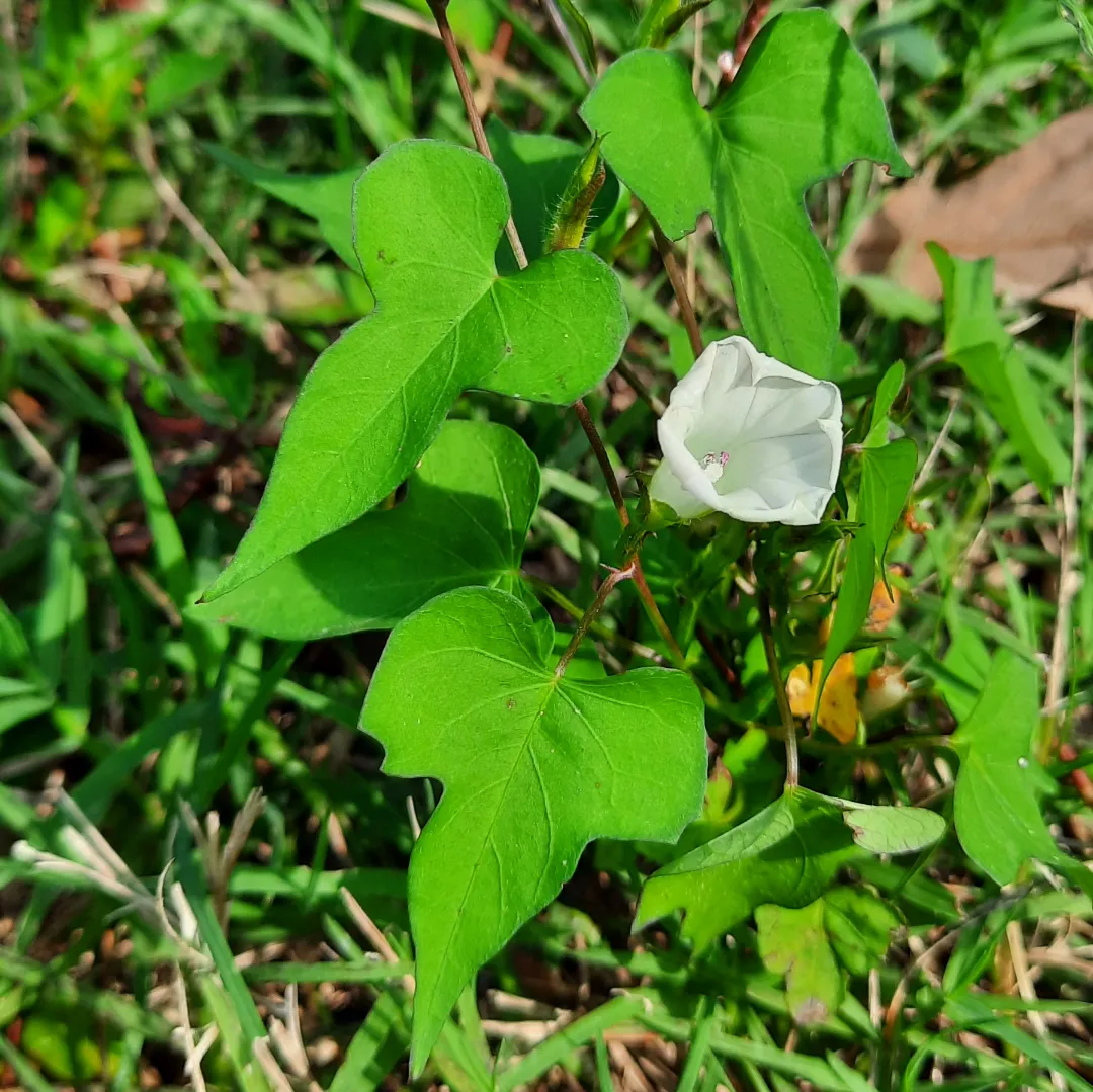 Ipomoea lacunosa; a Morning-Glory plant. Apparently, it contains some psychedelic properties and was used by the Native-Americans.