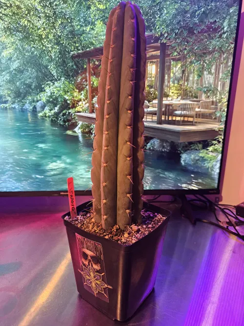 My San Pedro