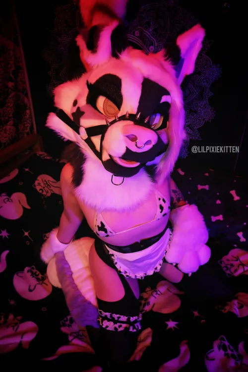 I've got my milking outfit on, it's pawjob time 🥛