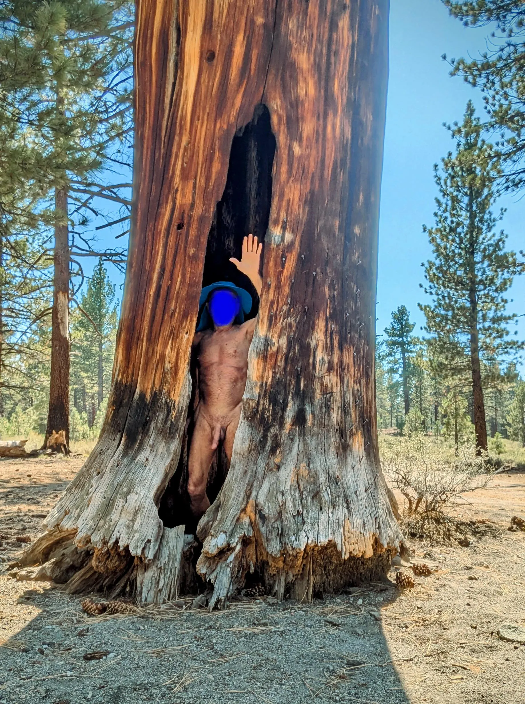 Tree Pose Tuesday 🌲: sending greetings from my Gnome Home in the woods.