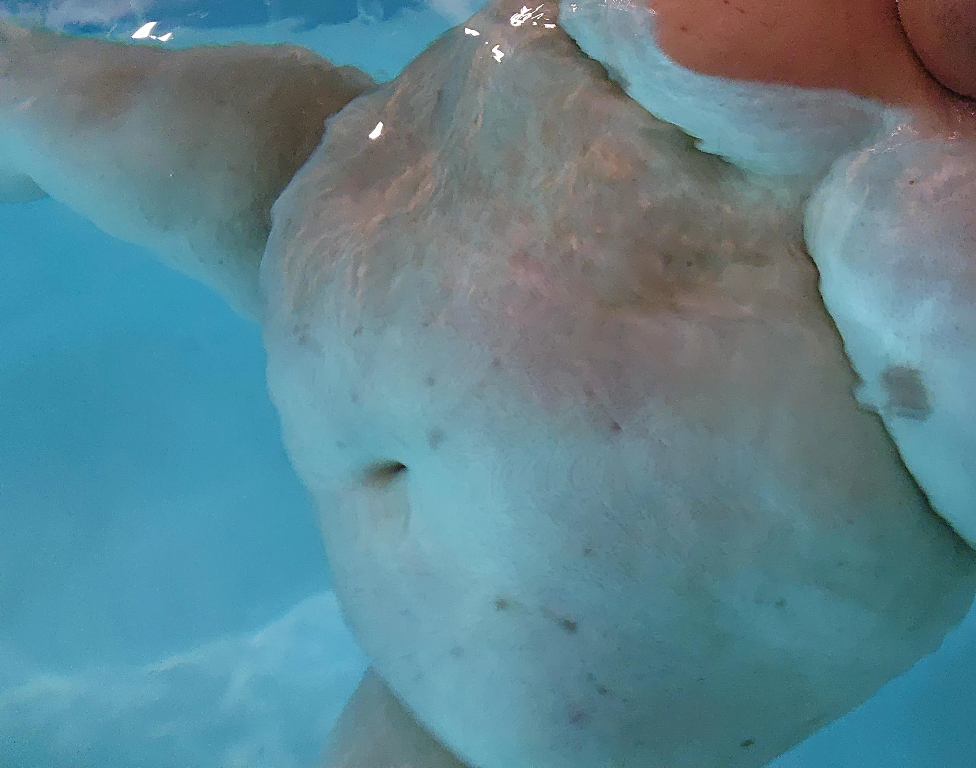 39 (location) IL. Big boys don't skinny dip, wetchunky dunk!