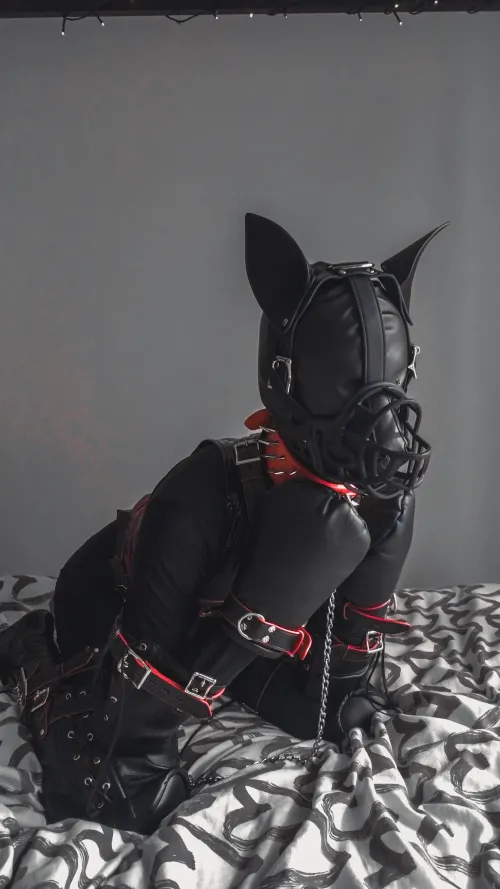 Puppies are much easier to be trained while being muzzled and blind 🐶 [oc]