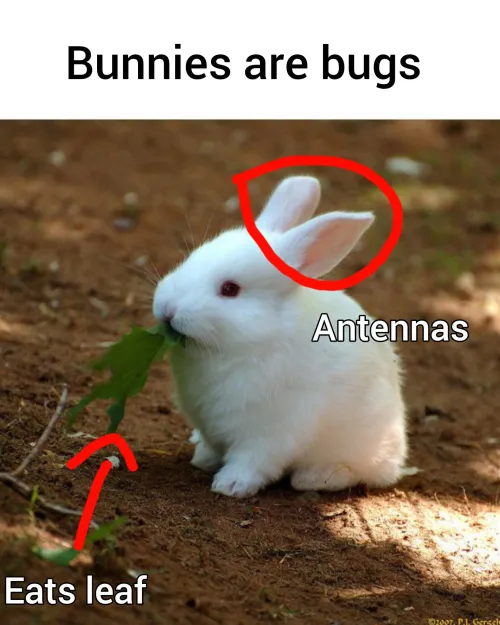 I need help convincing my girlfriend that she's bug!!