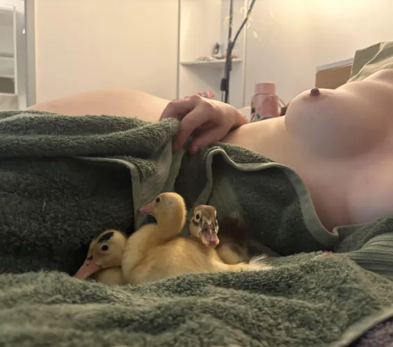 Do you like my ducklings?