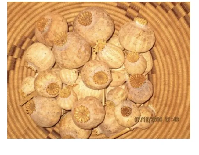 Are These Somniferum?