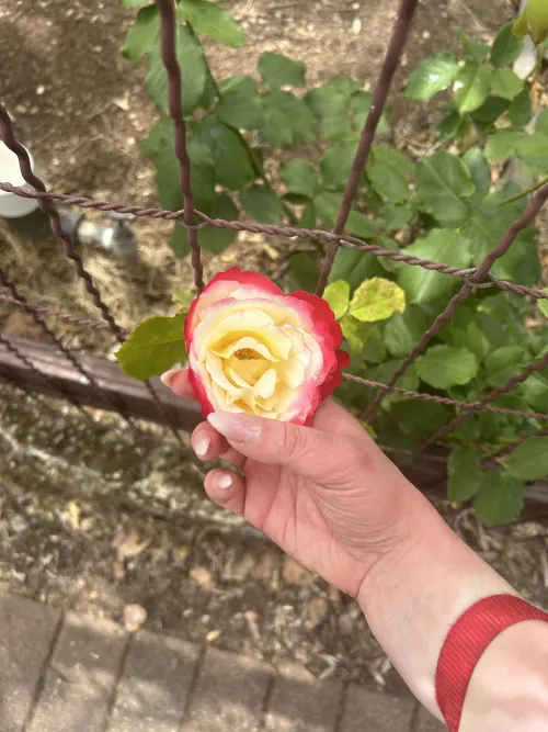 Every rose has it’s thorn, and mine is that I have high standards