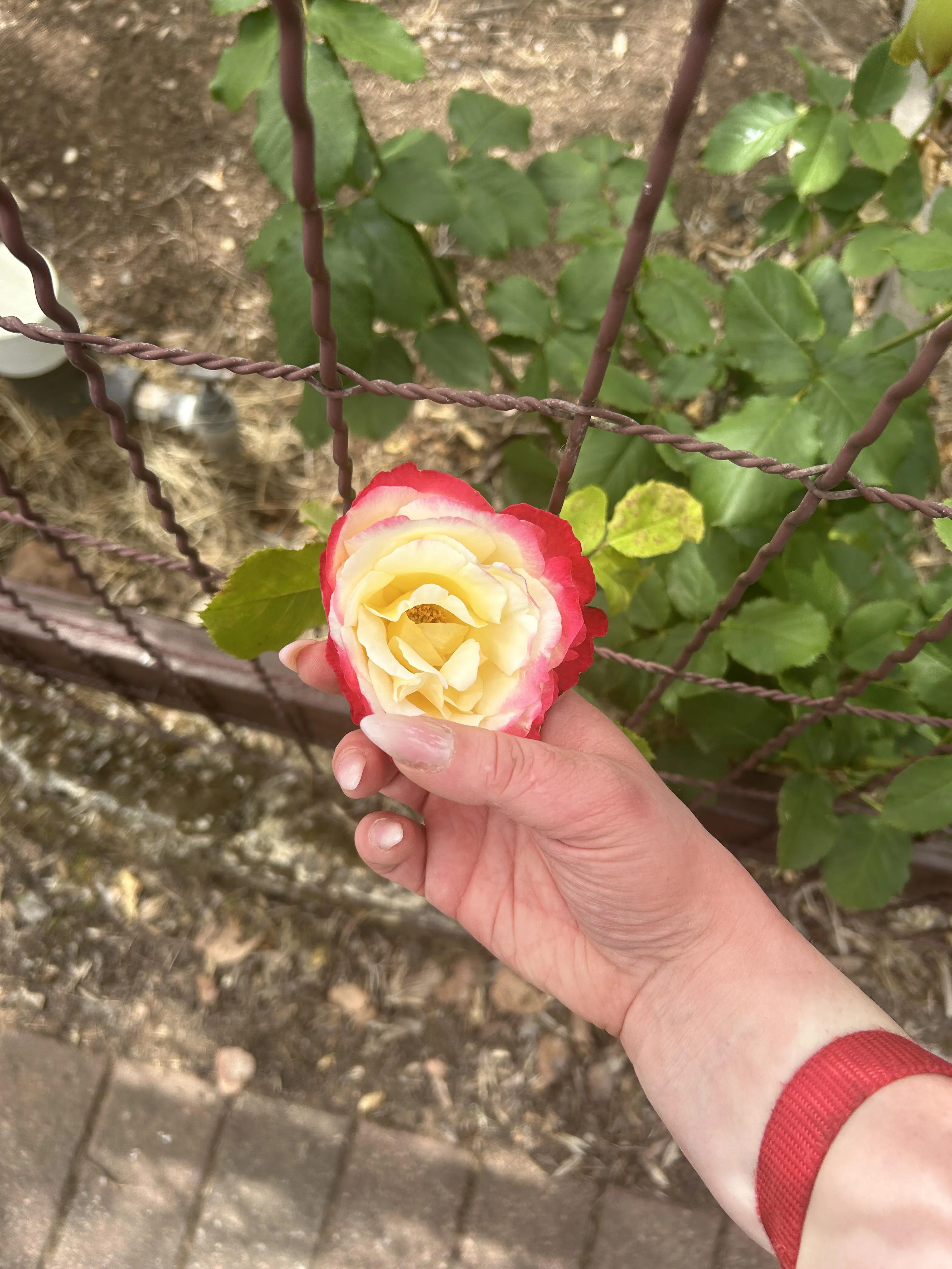 Every rose has it’s thorn, and mine is that I have high standards