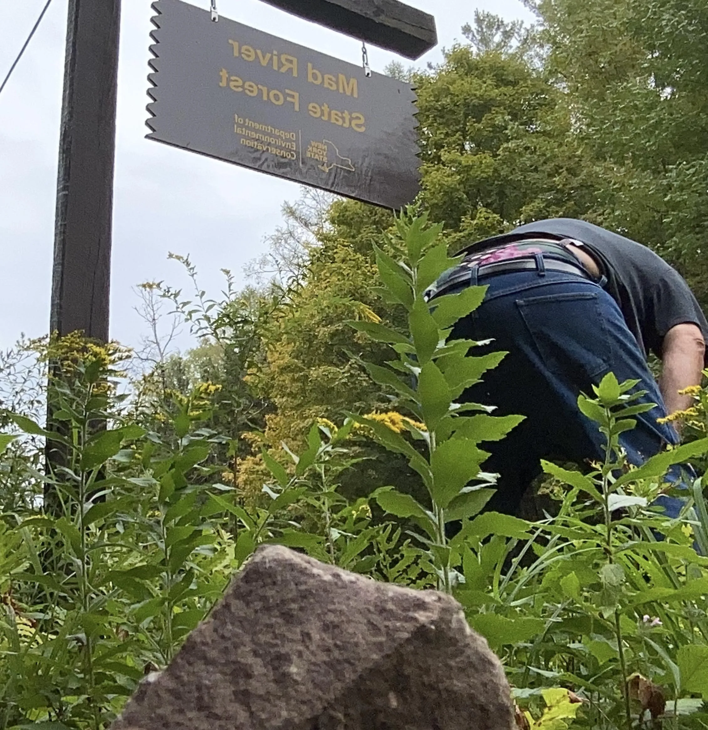 Peepin leafs this fall