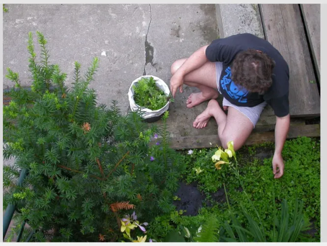 Weeding my garden in Montreal