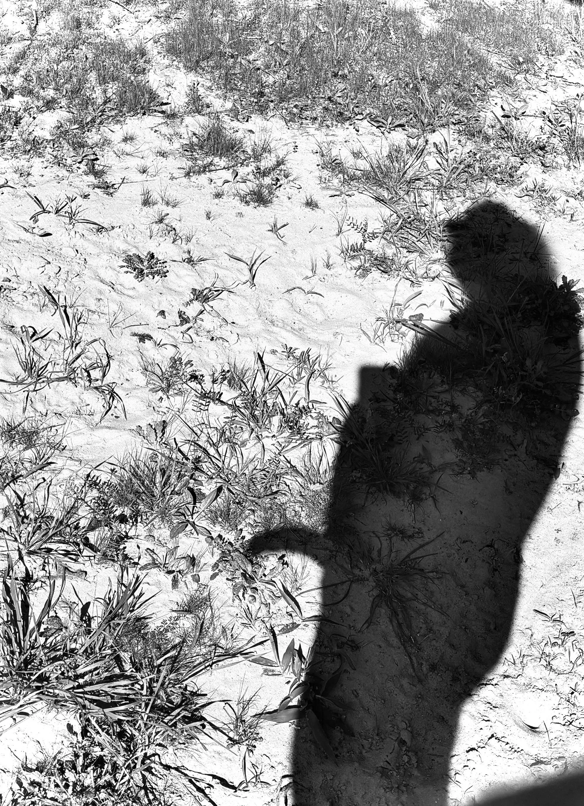 What we do in the shadows