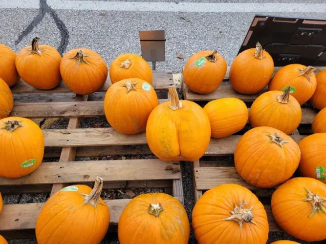 Nice Pumpkin (stolen from another reddit post)