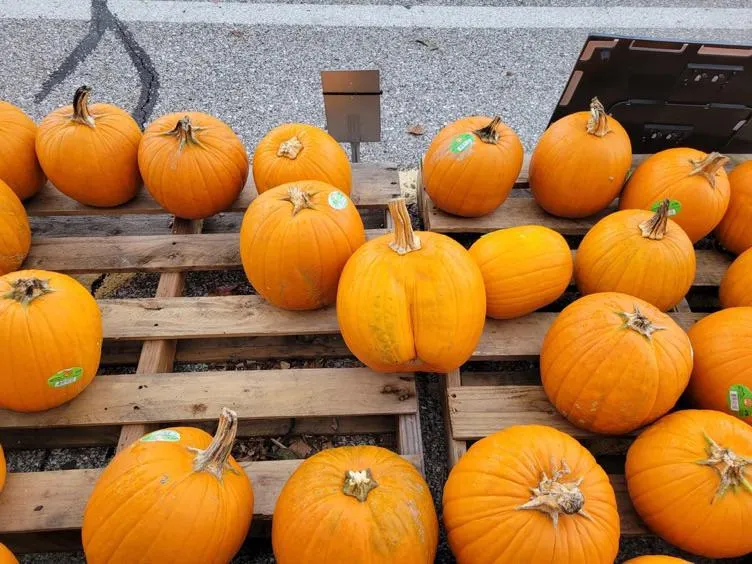 Nice Pumpkin (stolen from another reddit post)