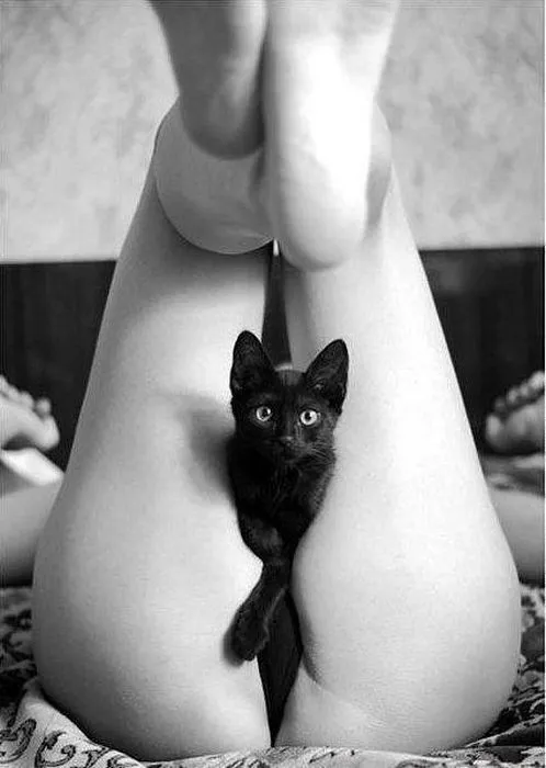 cat