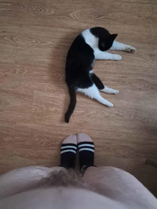 two pussies in this pic but only one is getting licked 😔