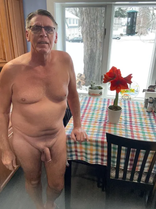 Christmas Amaryllis in full bloom.