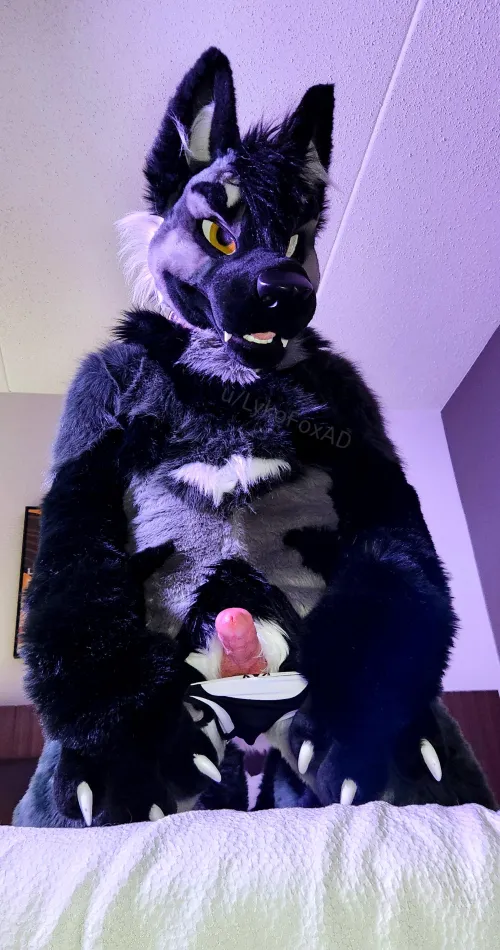 He's not for beginners.. 🐶 👀 You really think you're ready for him?