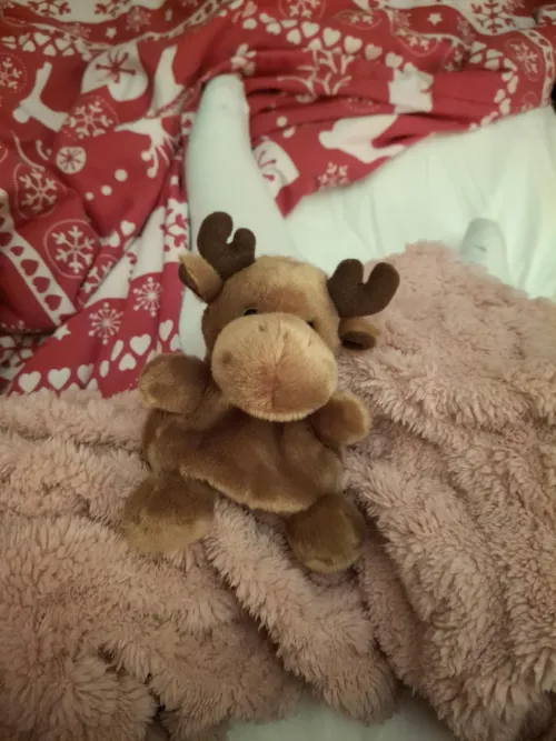 My new reindeer friend looks like a moose 🦌🫎 🤭